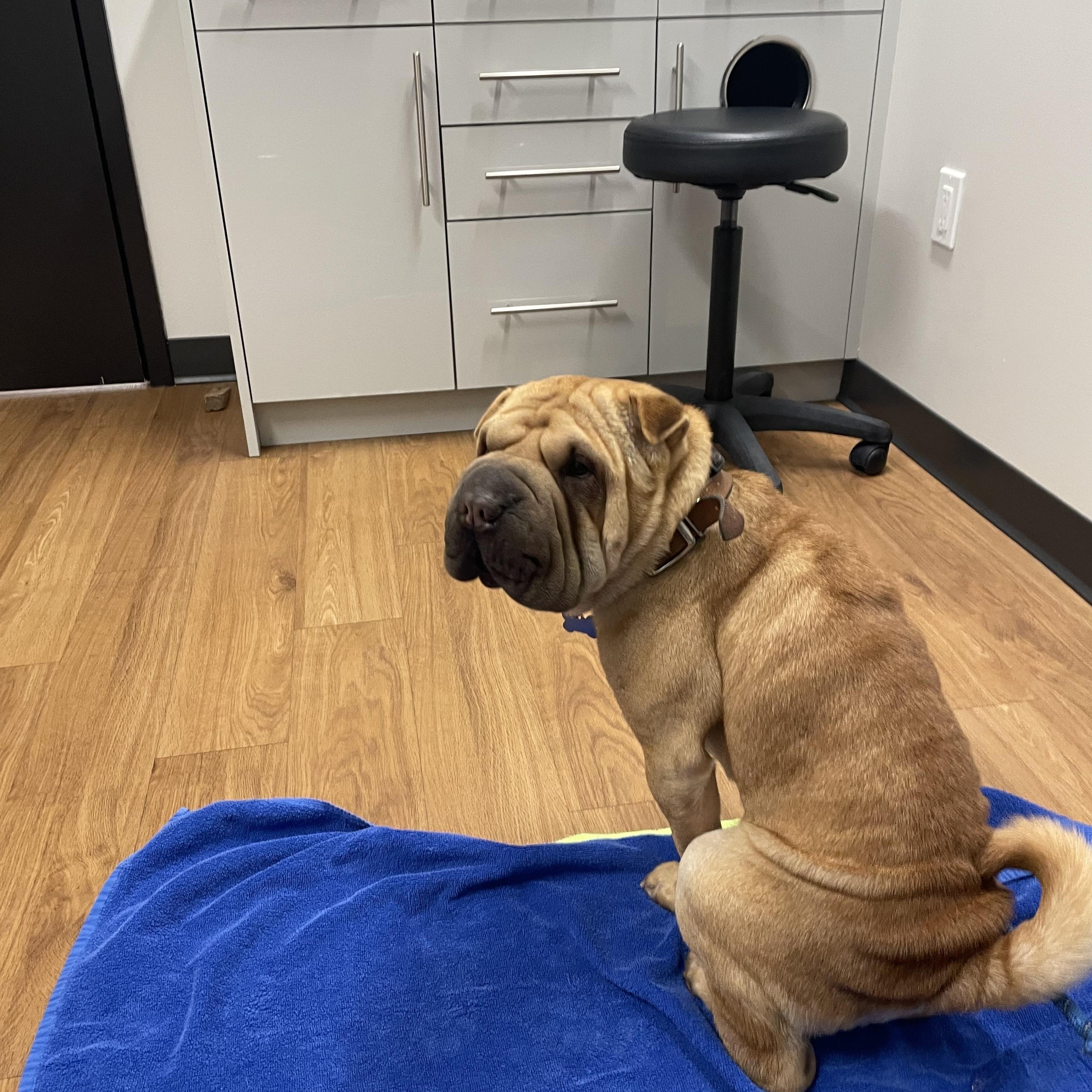 Squishy! Update, Adoptable, Young Male Shar-Pei.