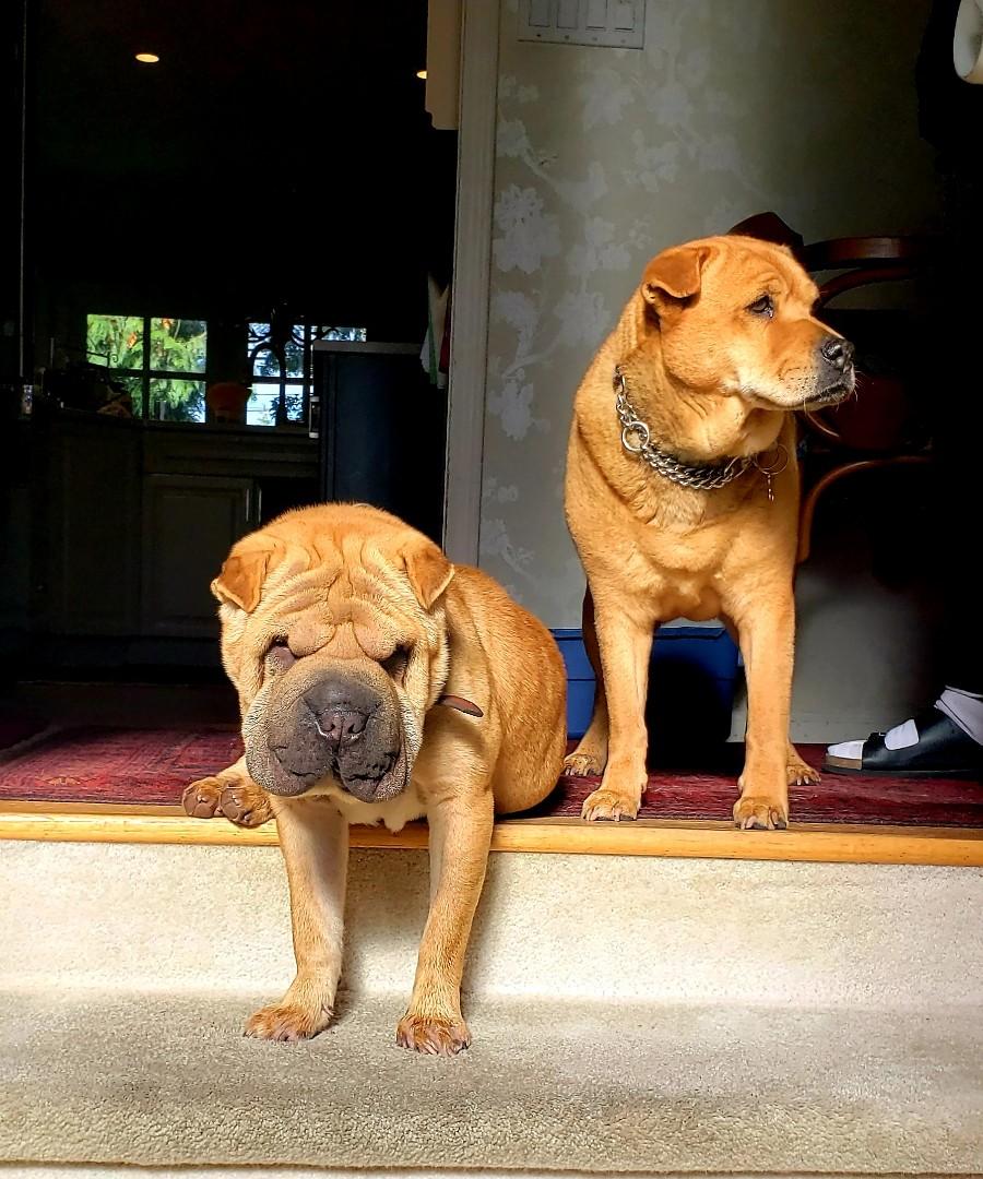 Enlarge Squishy! Update, a Adoptable Shar-Pei in Vancouver, BC image 2/3