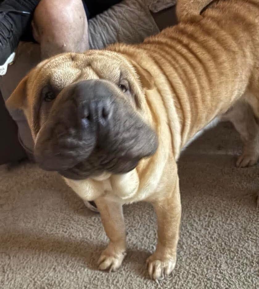 Squishy!, an adoptable Shar-Pei in Vancouver, BC, V6L 1V7 | Photo Image 1