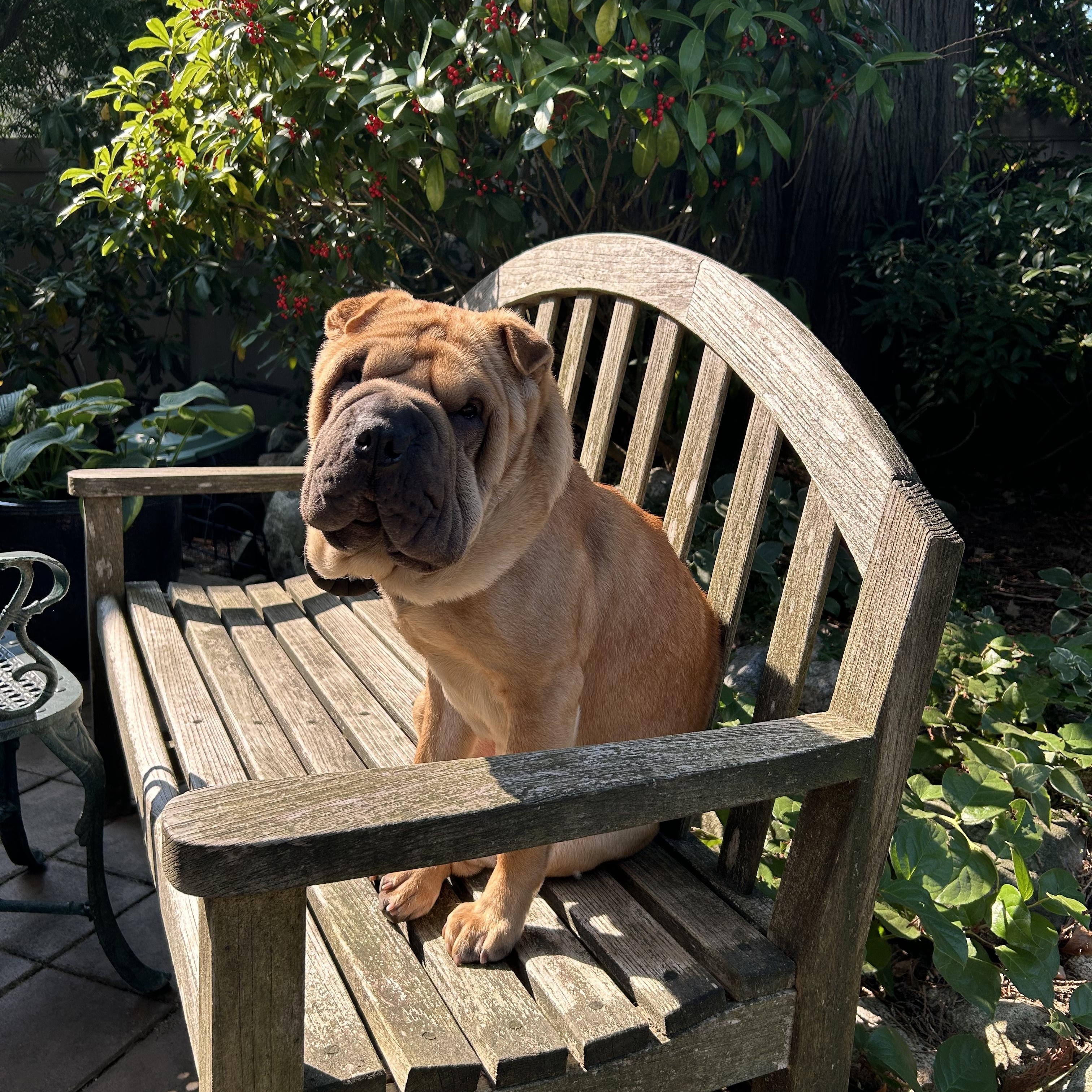 Enlarge Squishy! Update, a Adoptable Shar-Pei in Vancouver, BC image 3/3