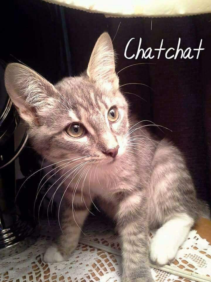 Chat chat, Adoptable, Adult Female Domestic Short Hair.