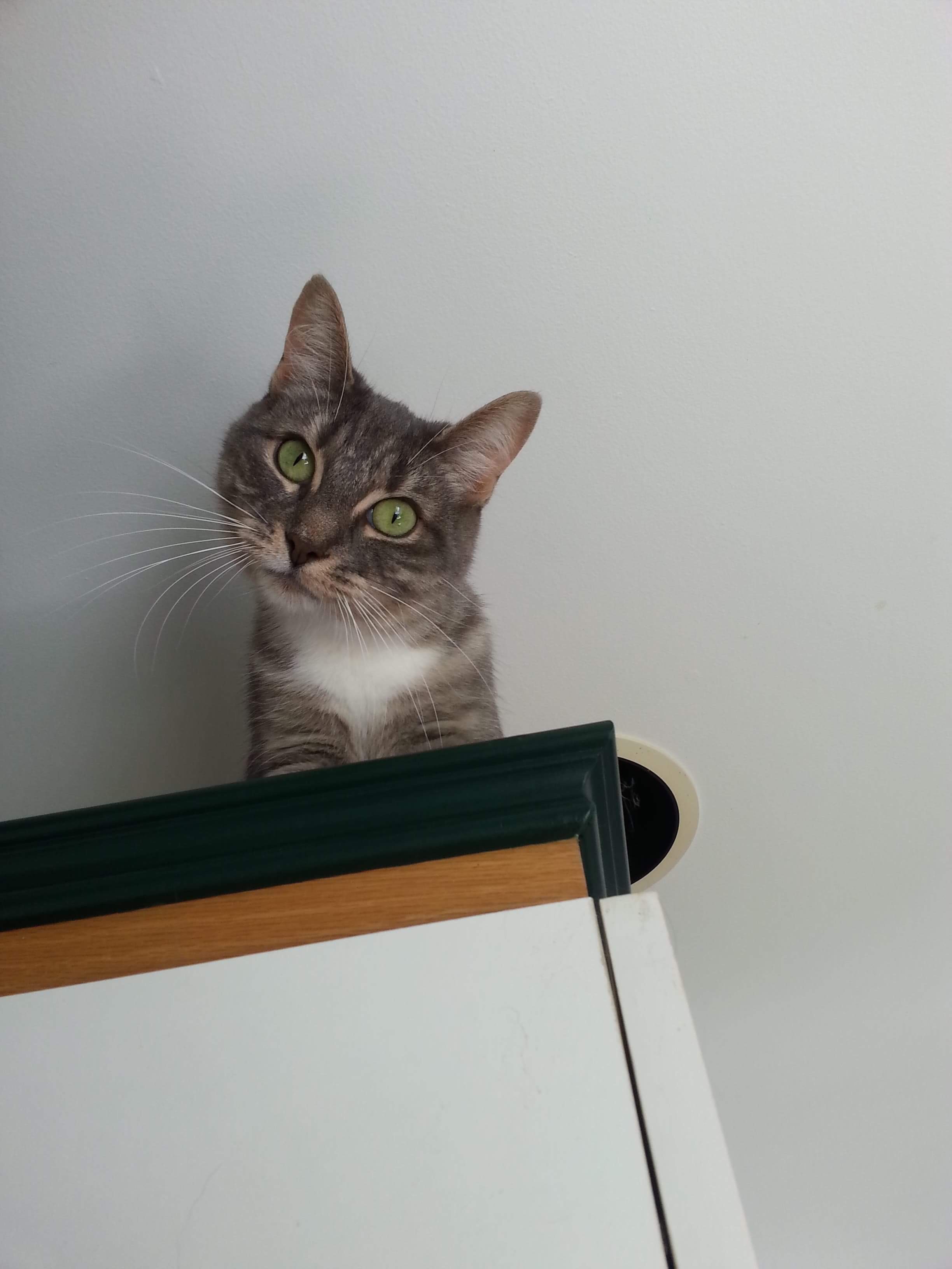 Enlarge Chat chat, a Adoptable Domestic Short Hair in Chateauguay, QC image 2/12