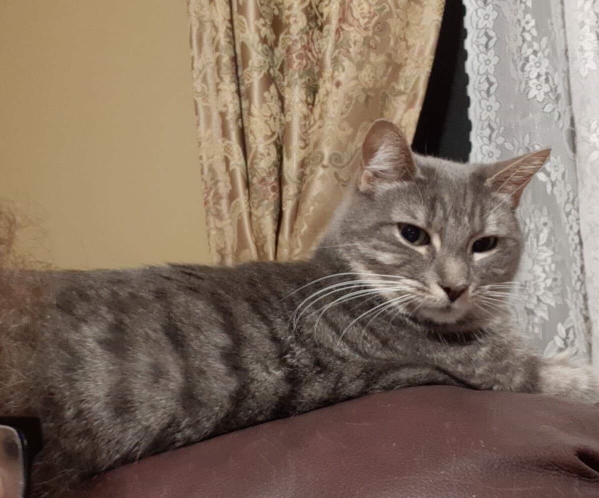 Enlarge Chat chat, a Adoptable Domestic Short Hair in Chateauguay, QC image 3/12