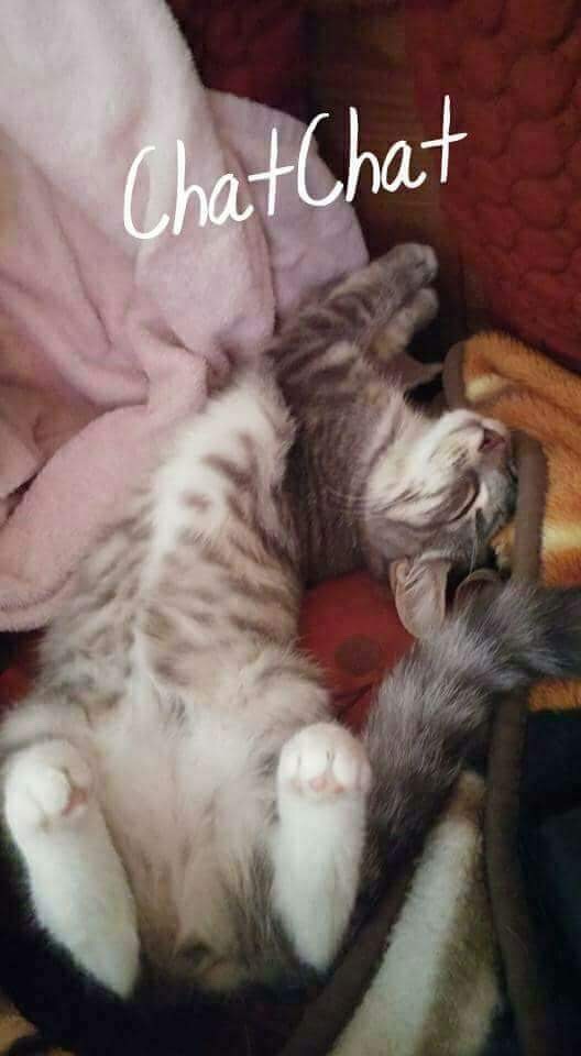 Enlarge Chat chat, a Adoptable Domestic Short Hair in Chateauguay, QC image 4/12