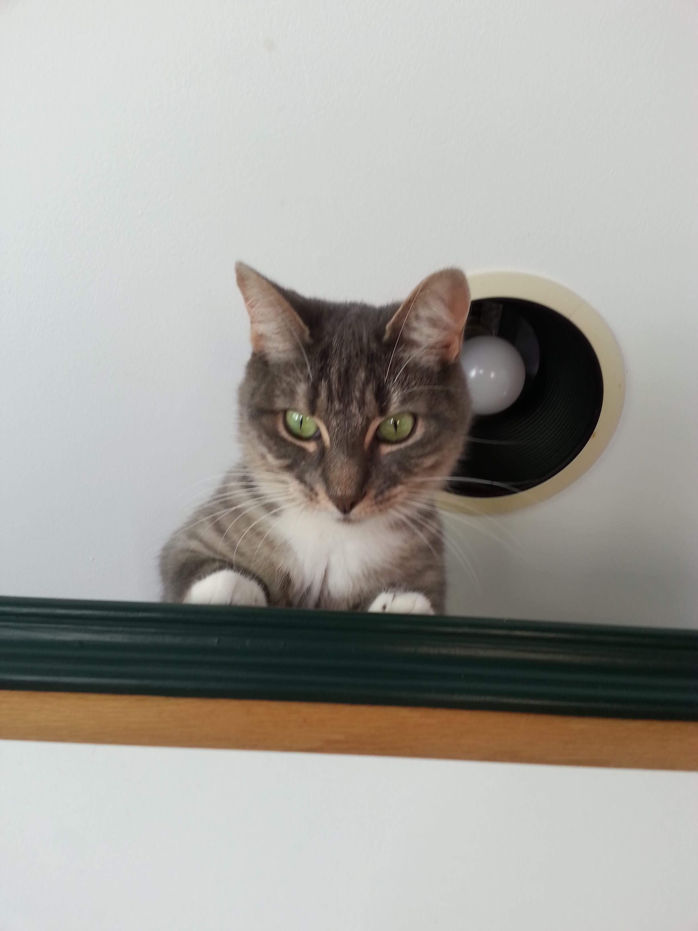 Enlarge Chat chat, a Adoptable Domestic Short Hair in Chateauguay, QC image 5/12