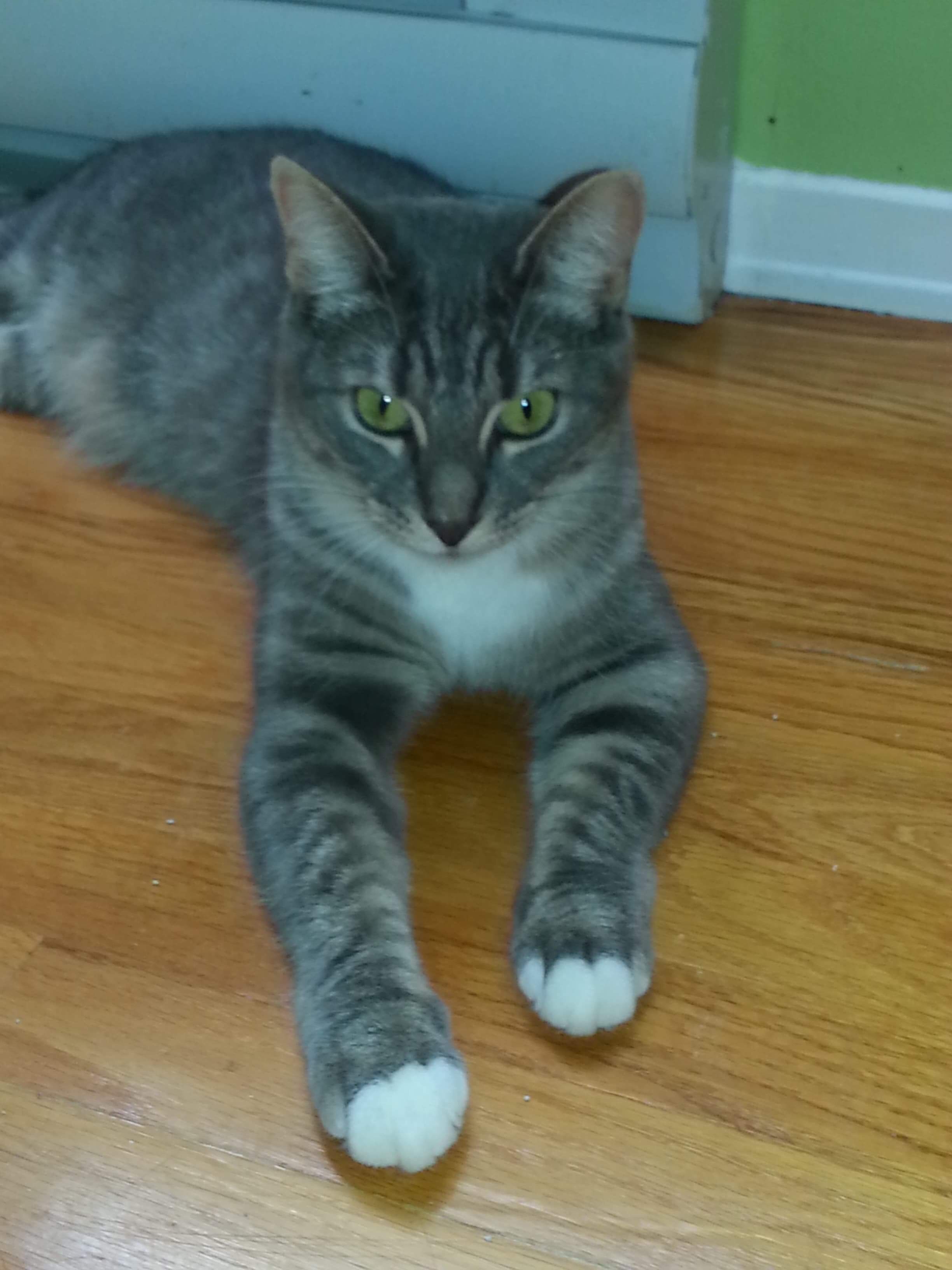 Enlarge Chat chat, a Adoptable Domestic Short Hair in Chateauguay, QC image 6/12