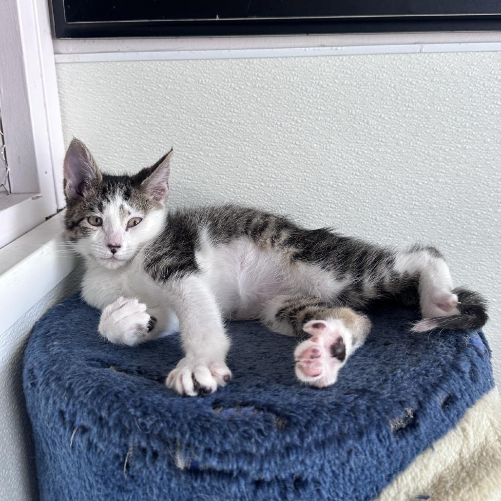 Woogie, Adoptable, Kitten Female Domestic Short Hair.