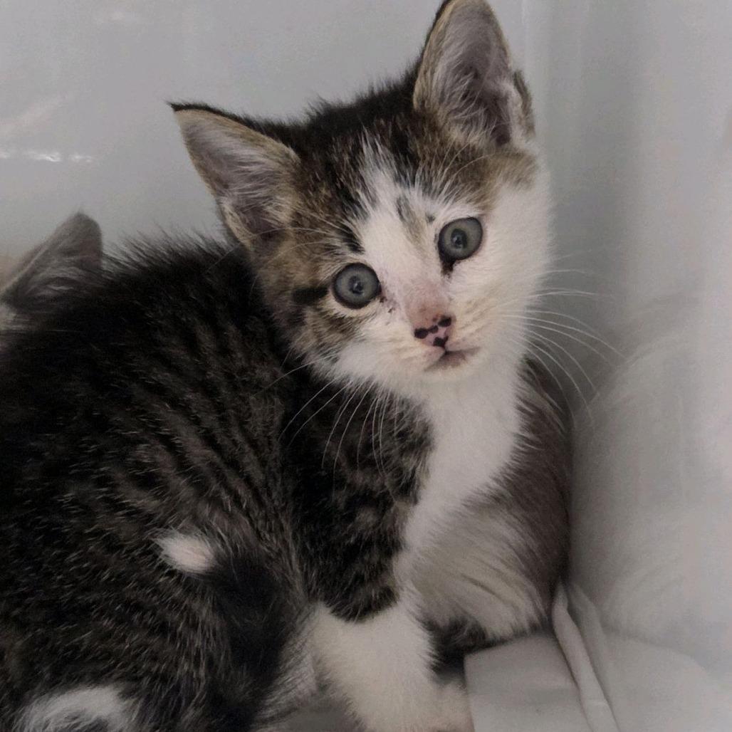 Woogie, Adoptable, Kitten Female Domestic Short Hair.