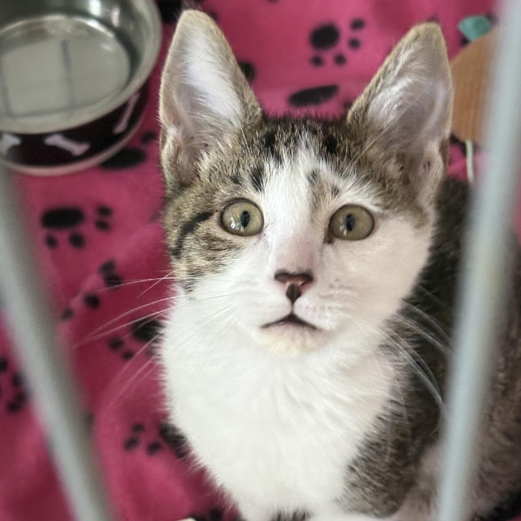 Woogie, a Adoptable Domestic Short Hair in Branson, MO image 4/6