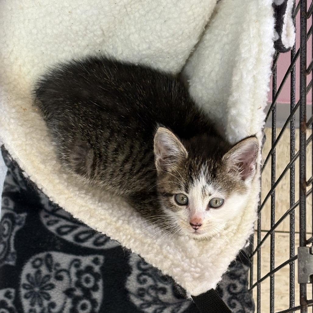 Enlarge Woogie, a Adoptable Domestic Short Hair in Branson, MO image 2/3