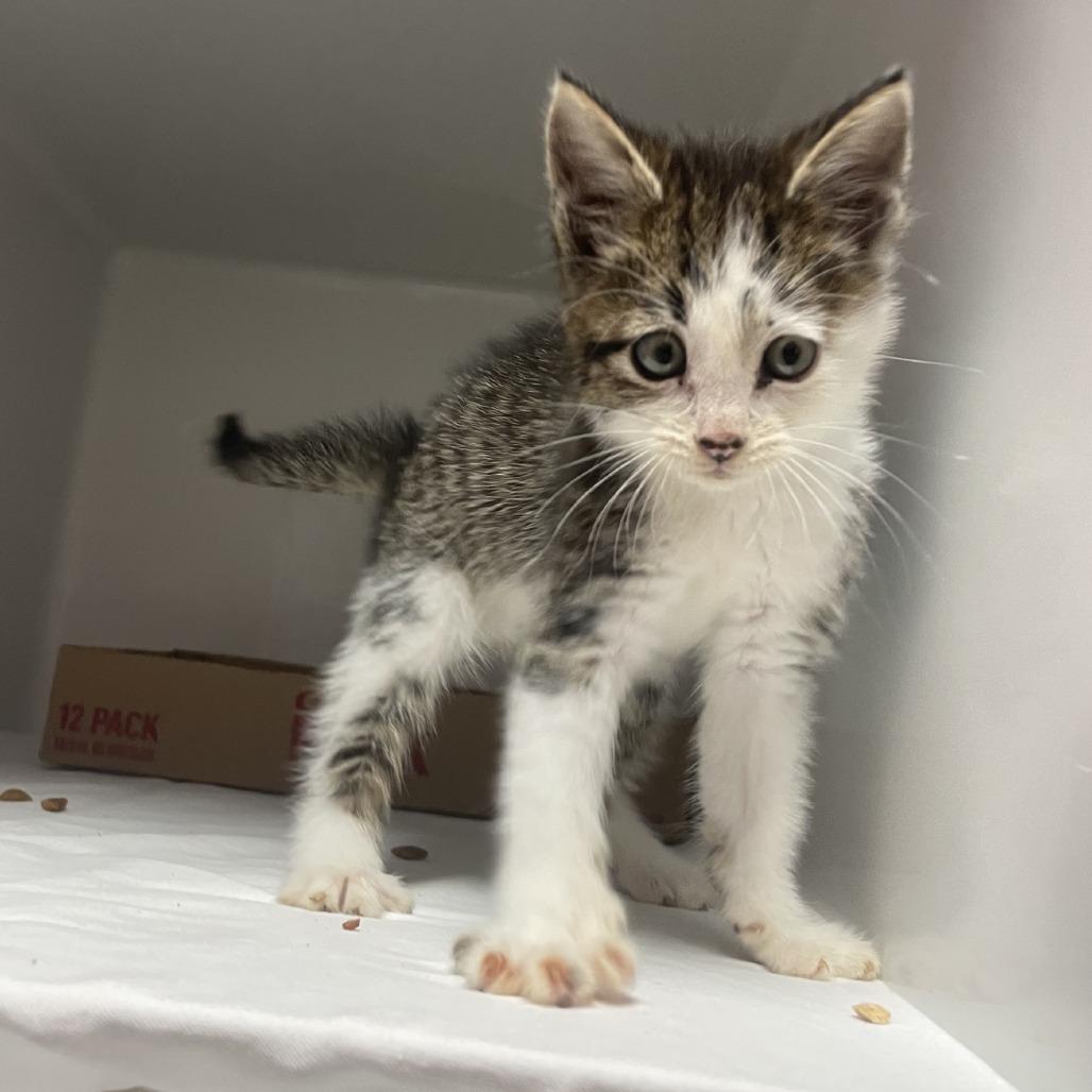Enlarge Woogie, a Adoptable Domestic Short Hair in Branson, MO image 3/3