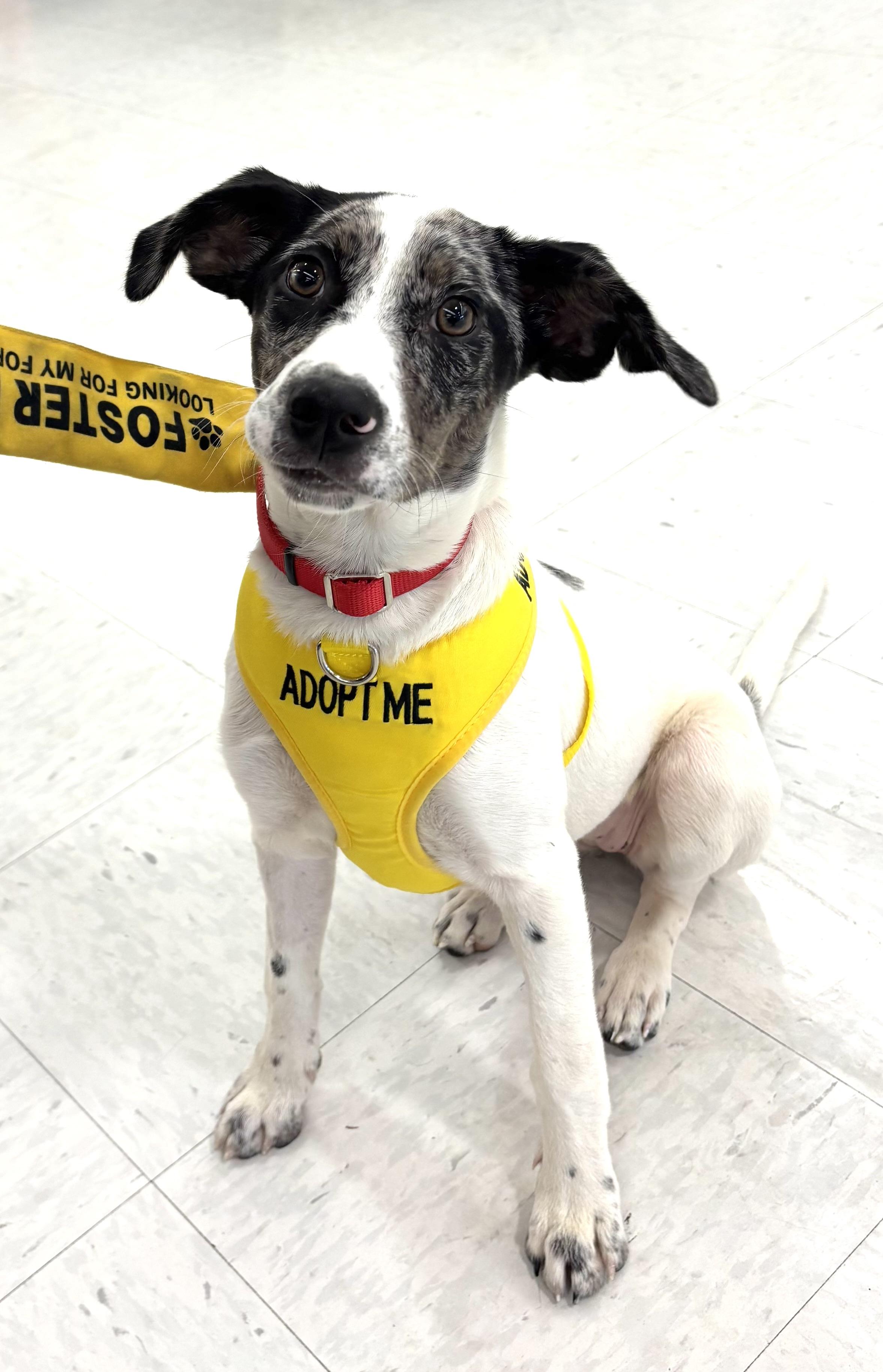 Enlarge WINNIE (aka WINTER), a ADOPTABLE mixed breed in Schnecksville, PA image 4/5