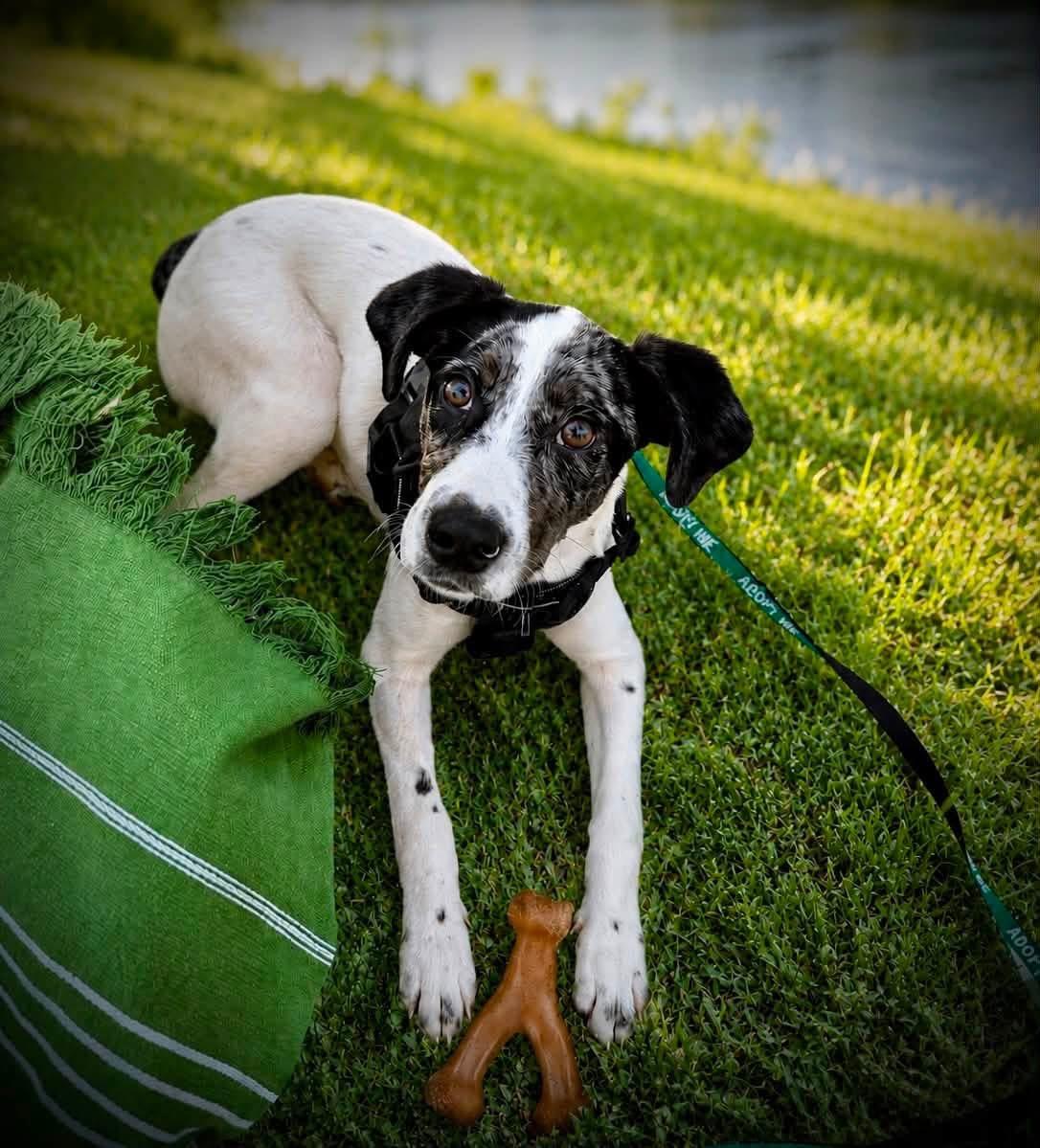 WINNIE (aka WINTER), a ADOPTABLE mixed breed in Schnecksville, PA image 4/6