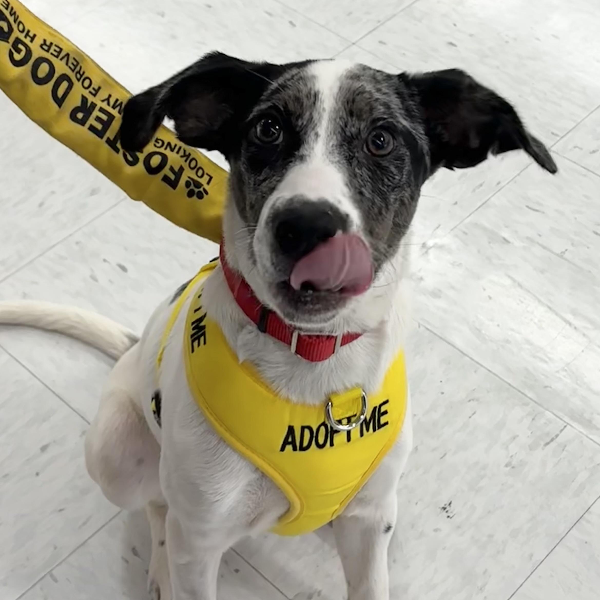 WINNIE (aka WINTER), a ADOPTABLE mixed breed in Schnecksville, PA image 5/6