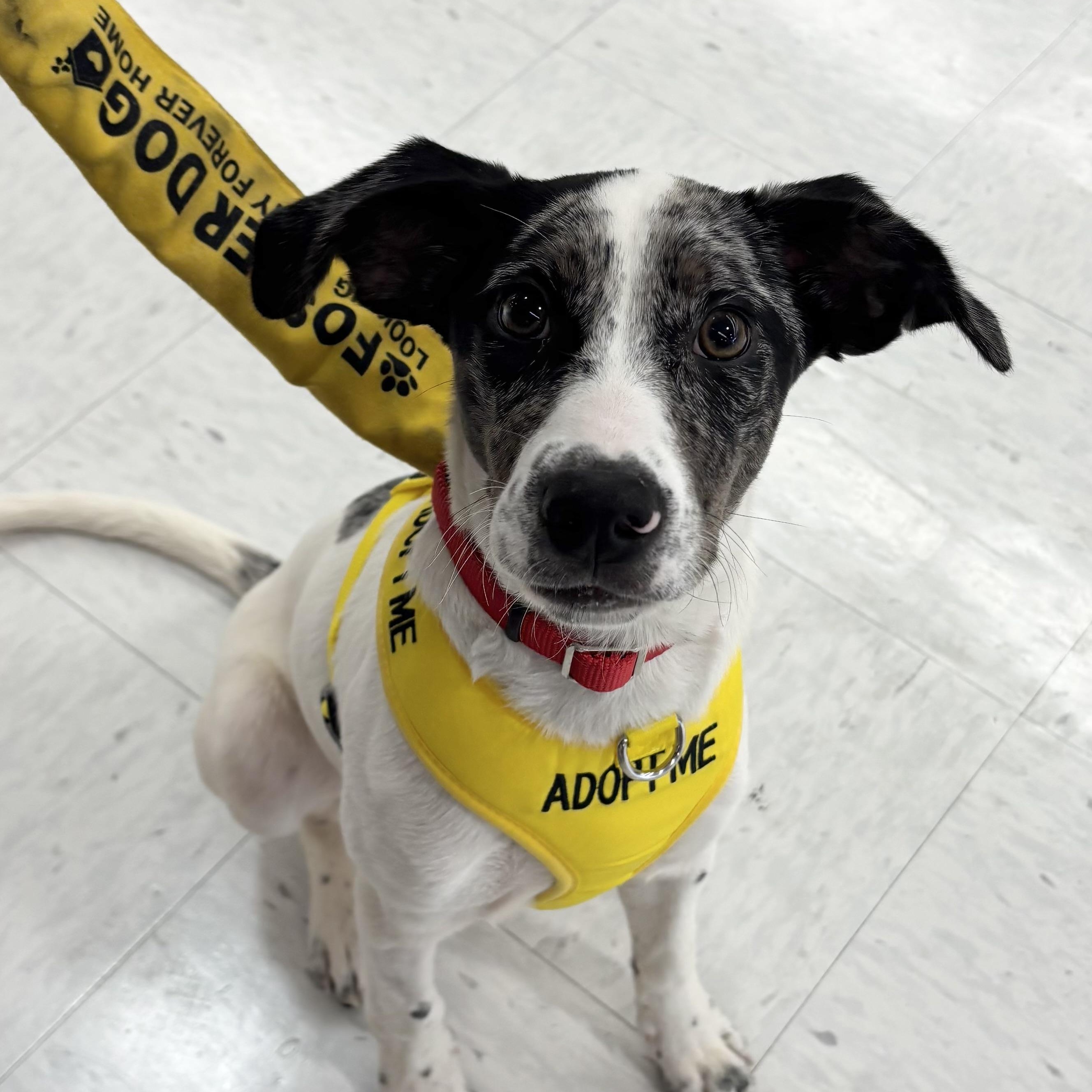 WINNIE (aka WINTER), a ADOPTABLE mixed breed in Schnecksville, PA image 6/6