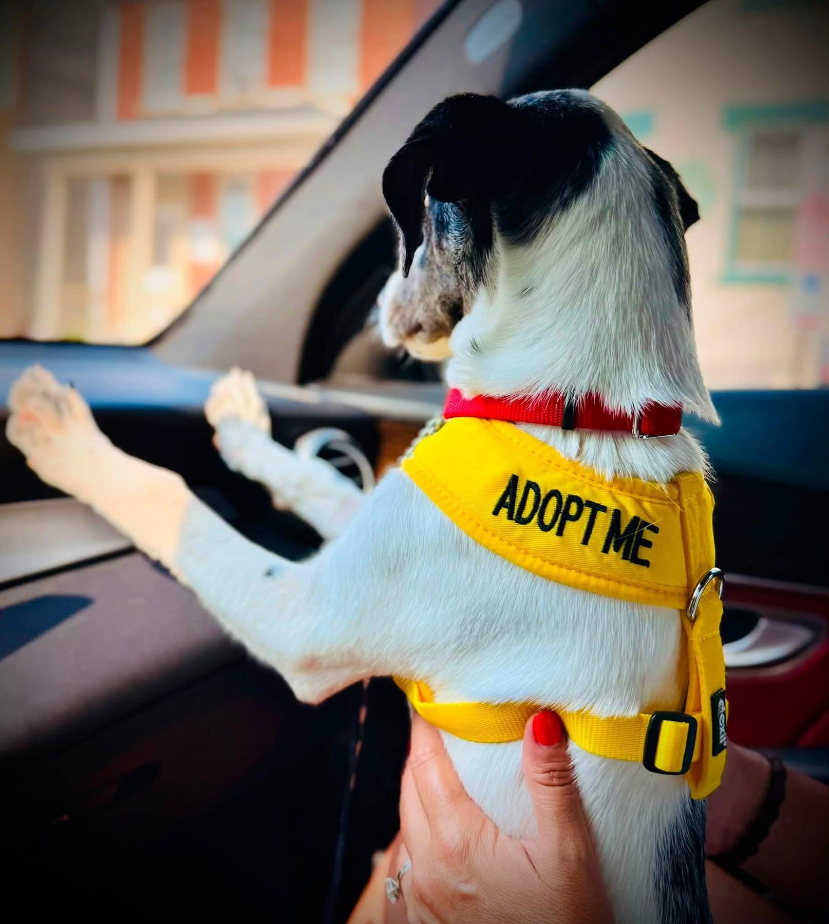WINNIE (aka WINTER), a ADOPTABLE mixed breed in Schnecksville, PA image 3/6