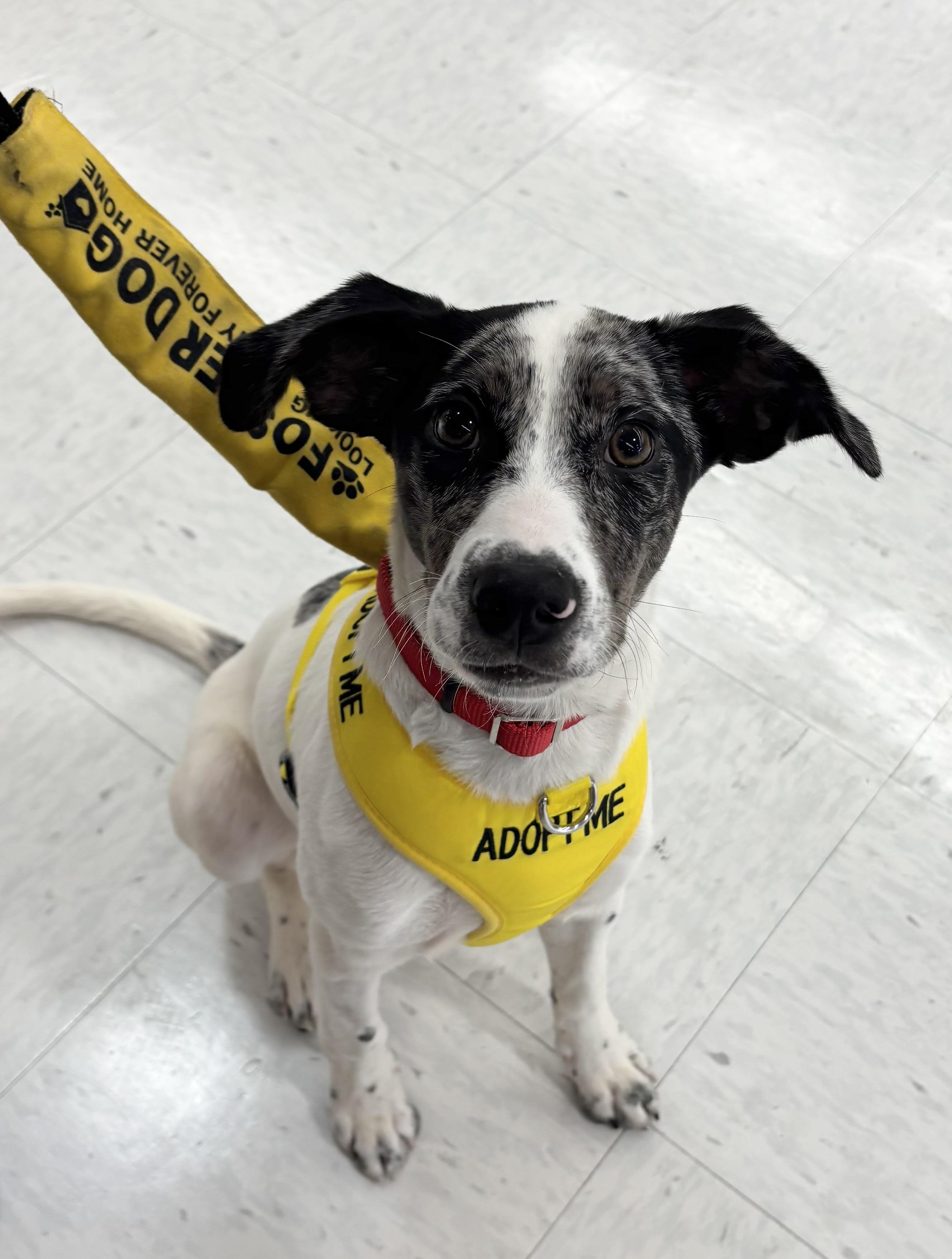 Enlarge WINNIE (aka WINTER), a ADOPTABLE mixed breed in Schnecksville, PA image 5/5
