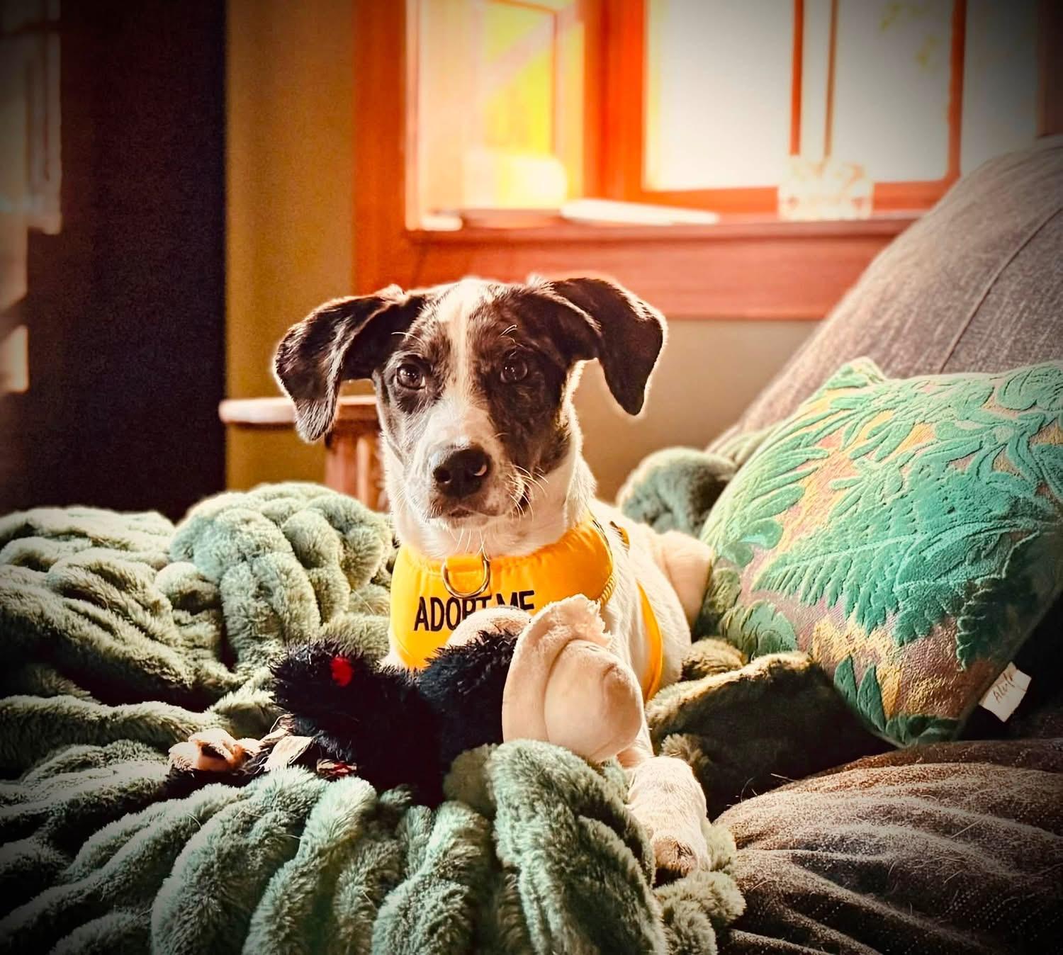 WINNIE (aka WINTER), ADOPTABLE, Puppy Female English Springer Spaniel.