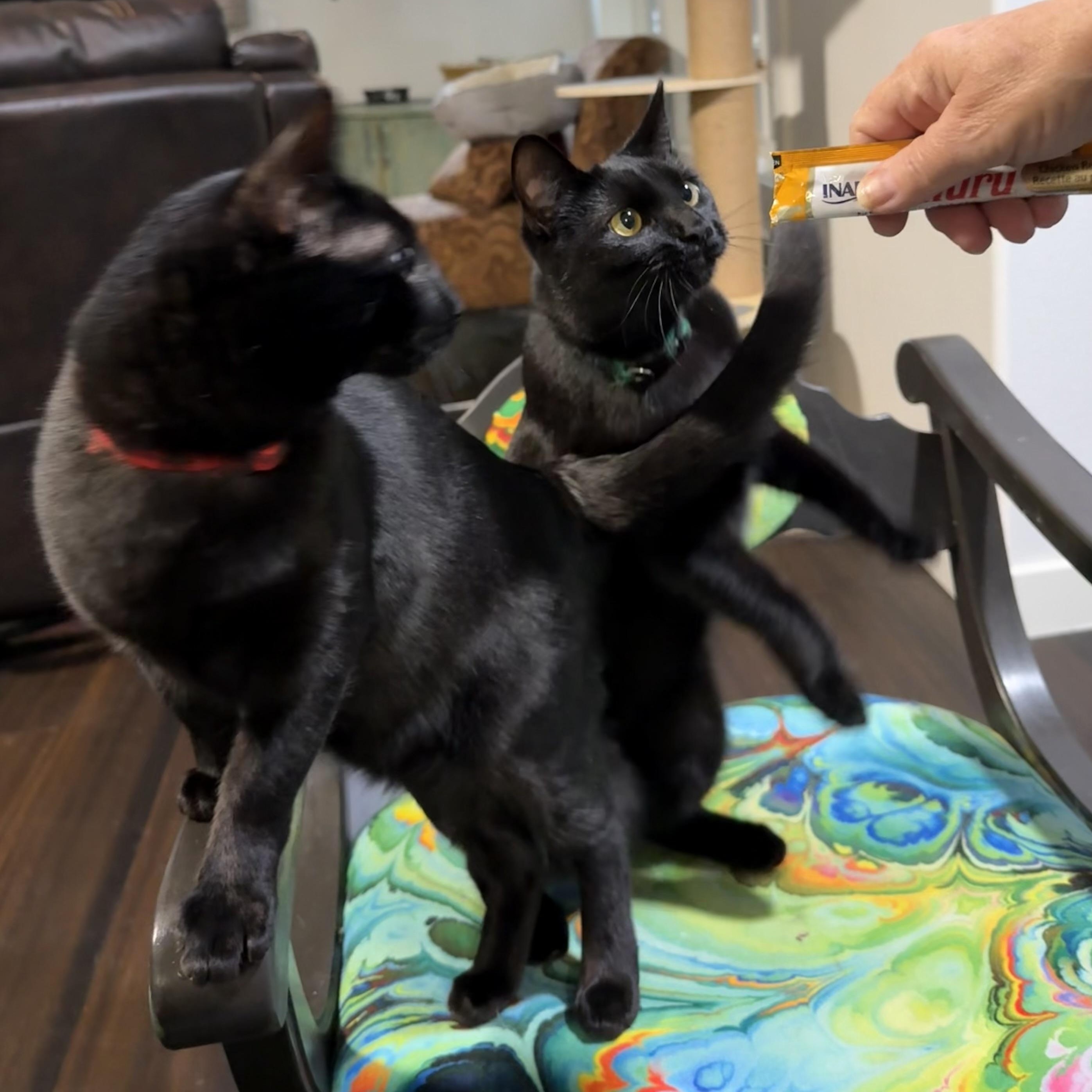 Tasha & Flow PANTHERS, Adoptable, Young Female Domestic Short Hair.