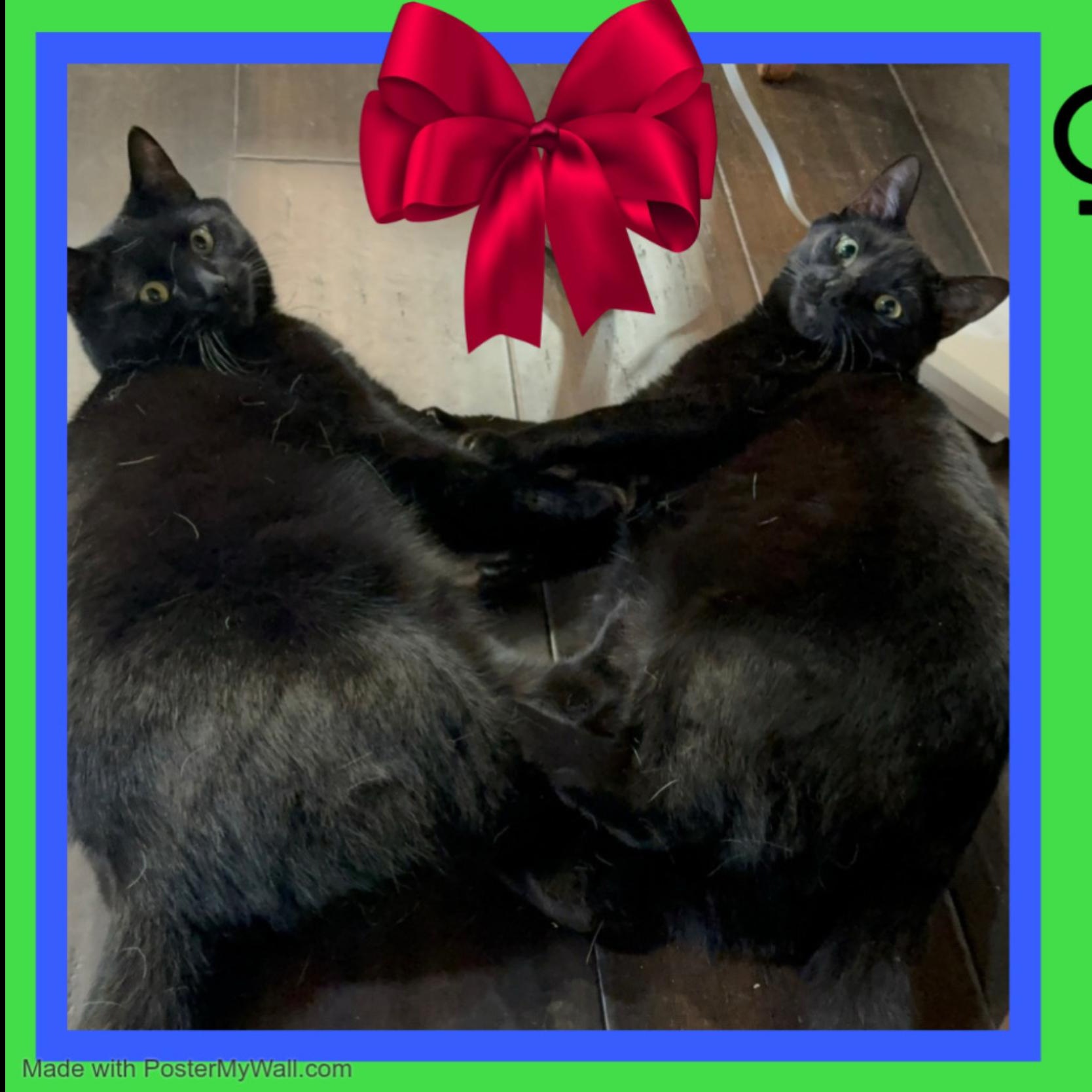 Enlarge Tasha & Flow PANTHERS, a Adoptable Domestic Short Hair in Beaverton, OR image 6/6