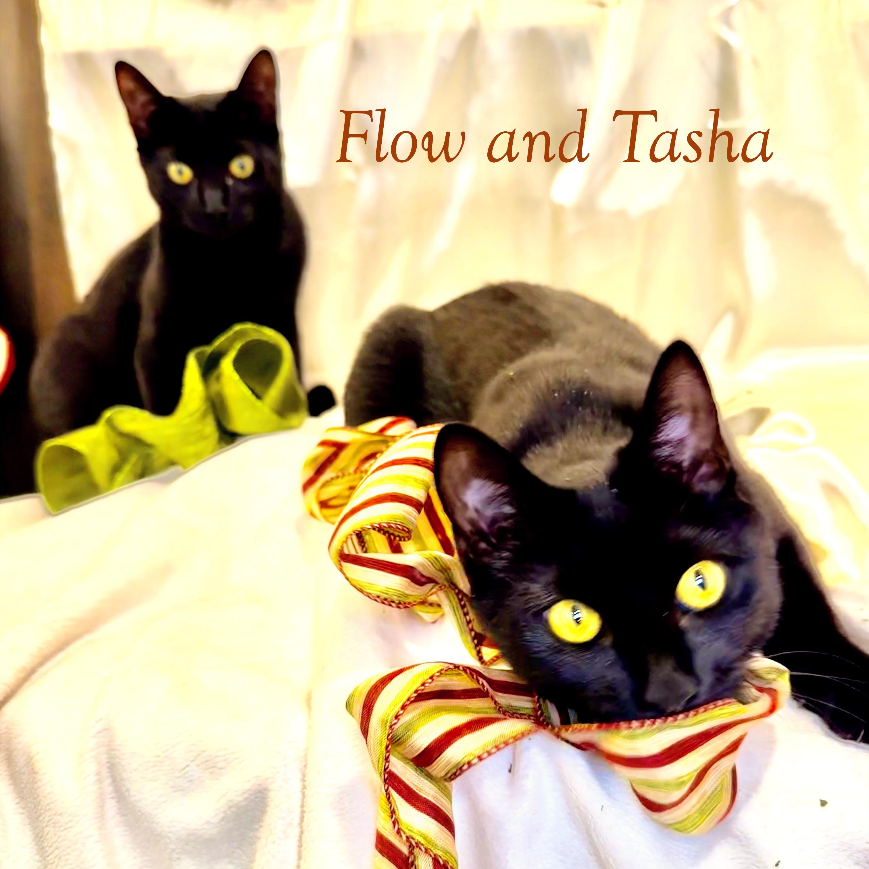 Tasha & Flow PANTHERS, Adoptable, Kitten Female Domestic Short Hair.