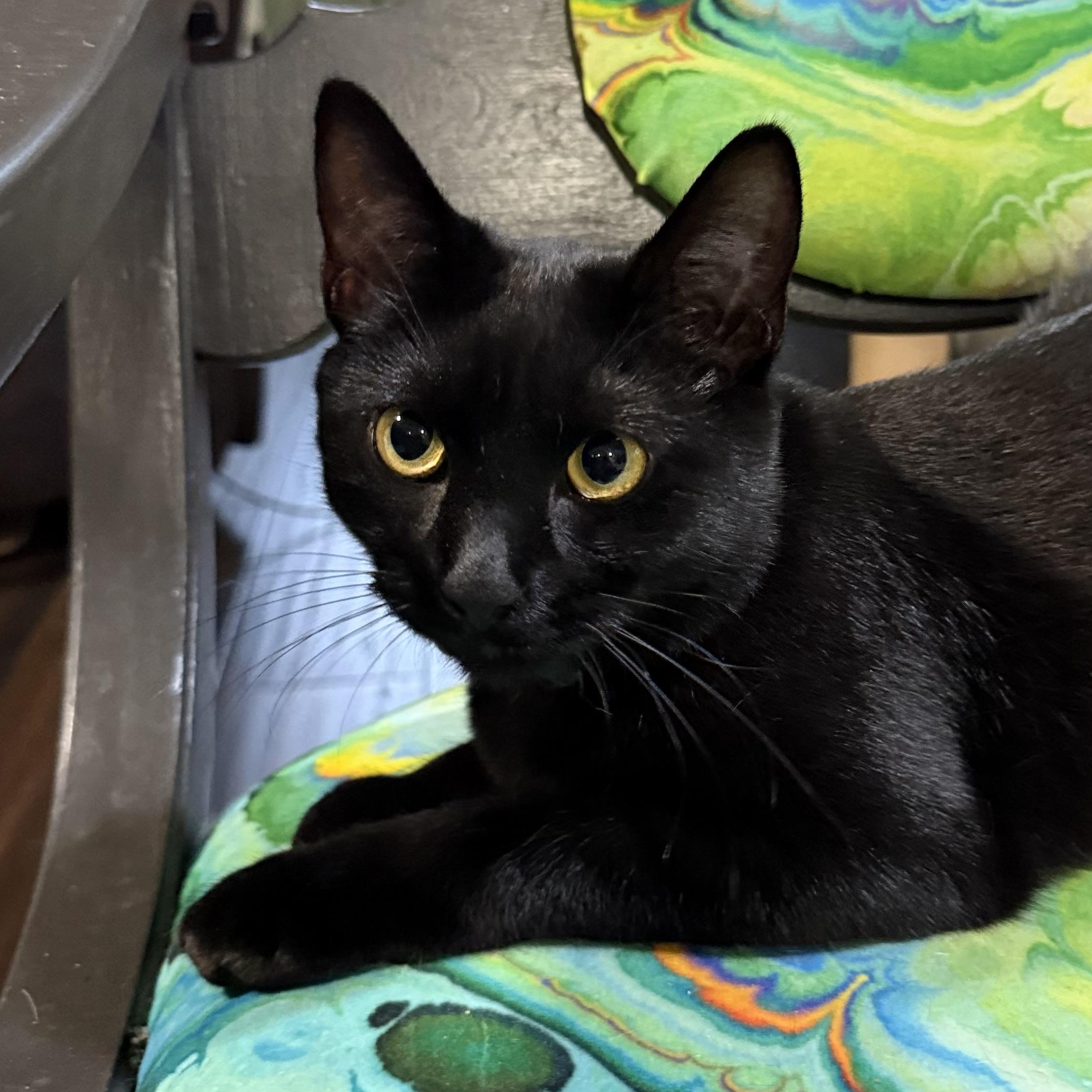 Tasha & Flow PANTHERS — thumbnail 3