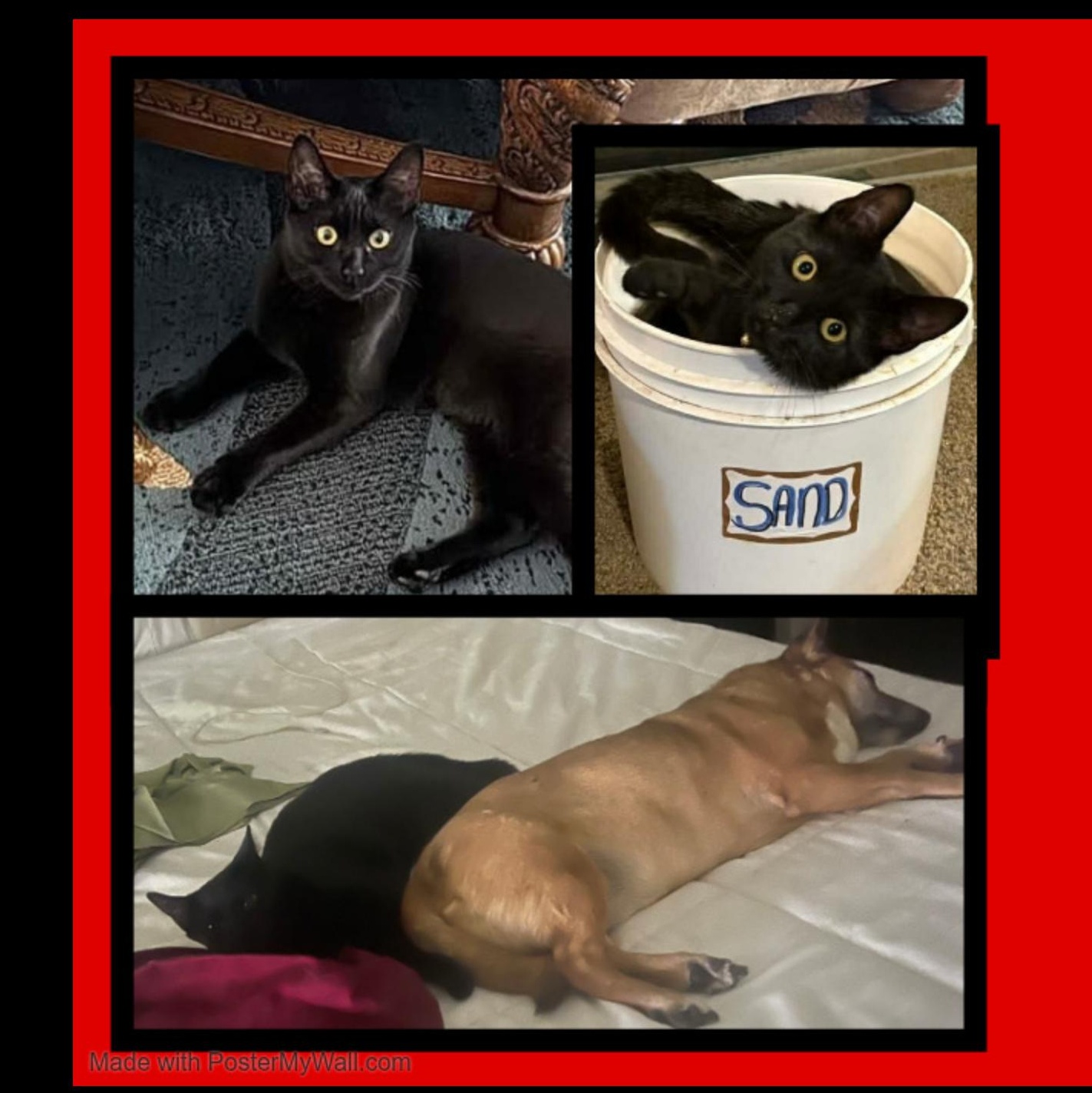 Tasha & Flow PANTHERS, a Adoptable Domestic Short Hair in Beaverton, OR image 2/6