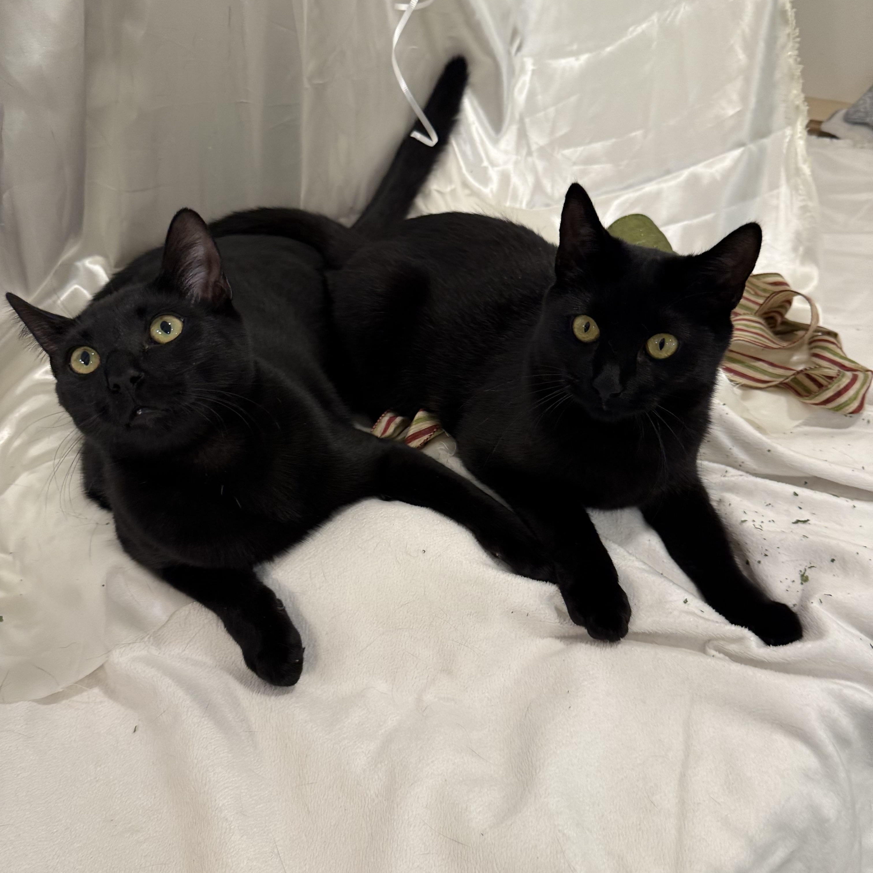 Tasha & Flow PANTHERS, a Adoptable Domestic Short Hair in Beaverton, OR image 1/6