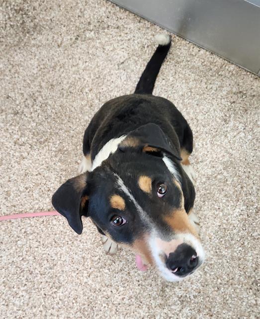 BRUNO, Adoptable, Young Male Treeing Walker Coonhound & Mixed Breed.
