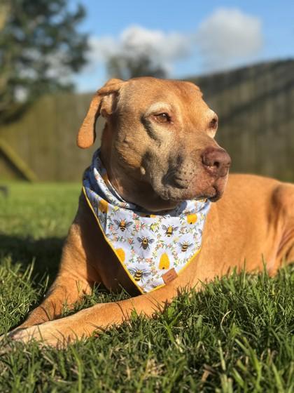 Honey, an adoptable Vizsla in Daphne, AL, 36526 | Photo Image 1