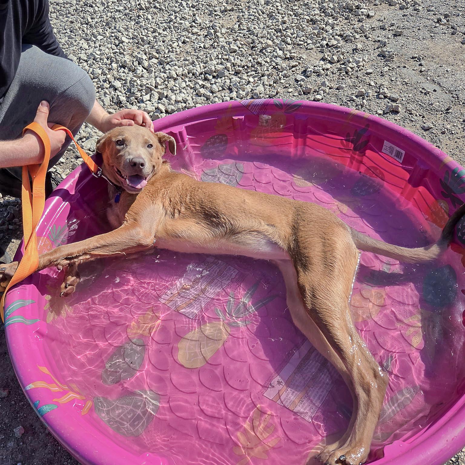 Enlarge London, a Adoptable mixed breed in Huntley, IL image 5/6