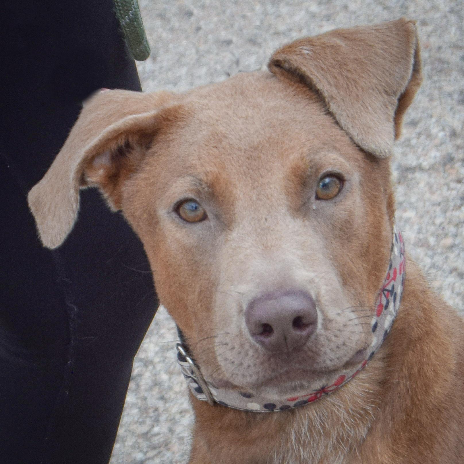 London, Adoptable, Young Female Weimaraner & Labrador Retriever.