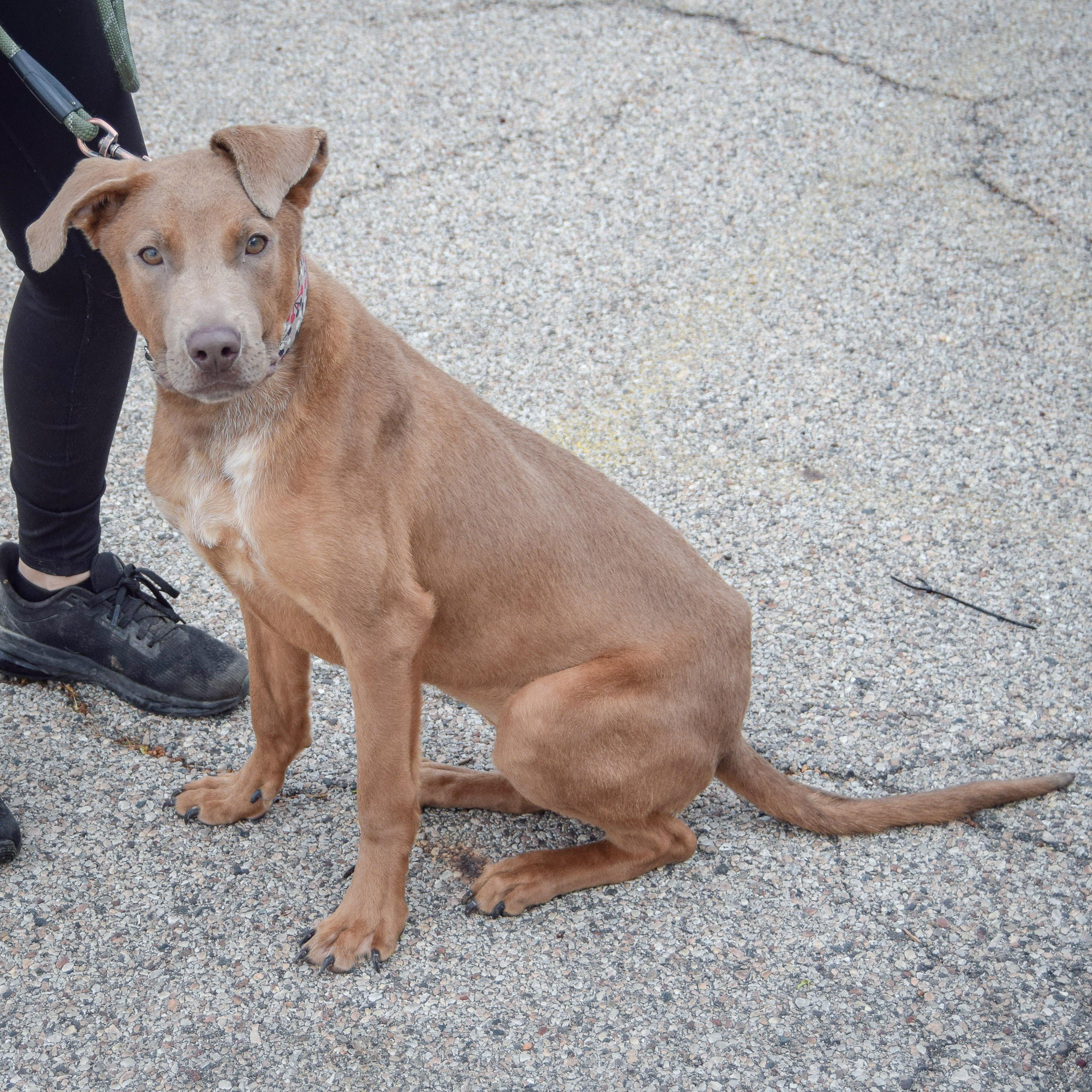 Enlarge London, a Adoptable mixed breed in Huntley, IL image 2/6