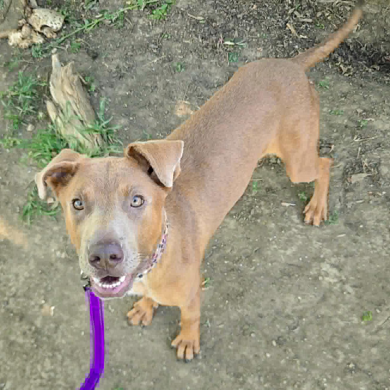 Enlarge London, a Adoptable mixed breed in Huntley, IL image 4/6