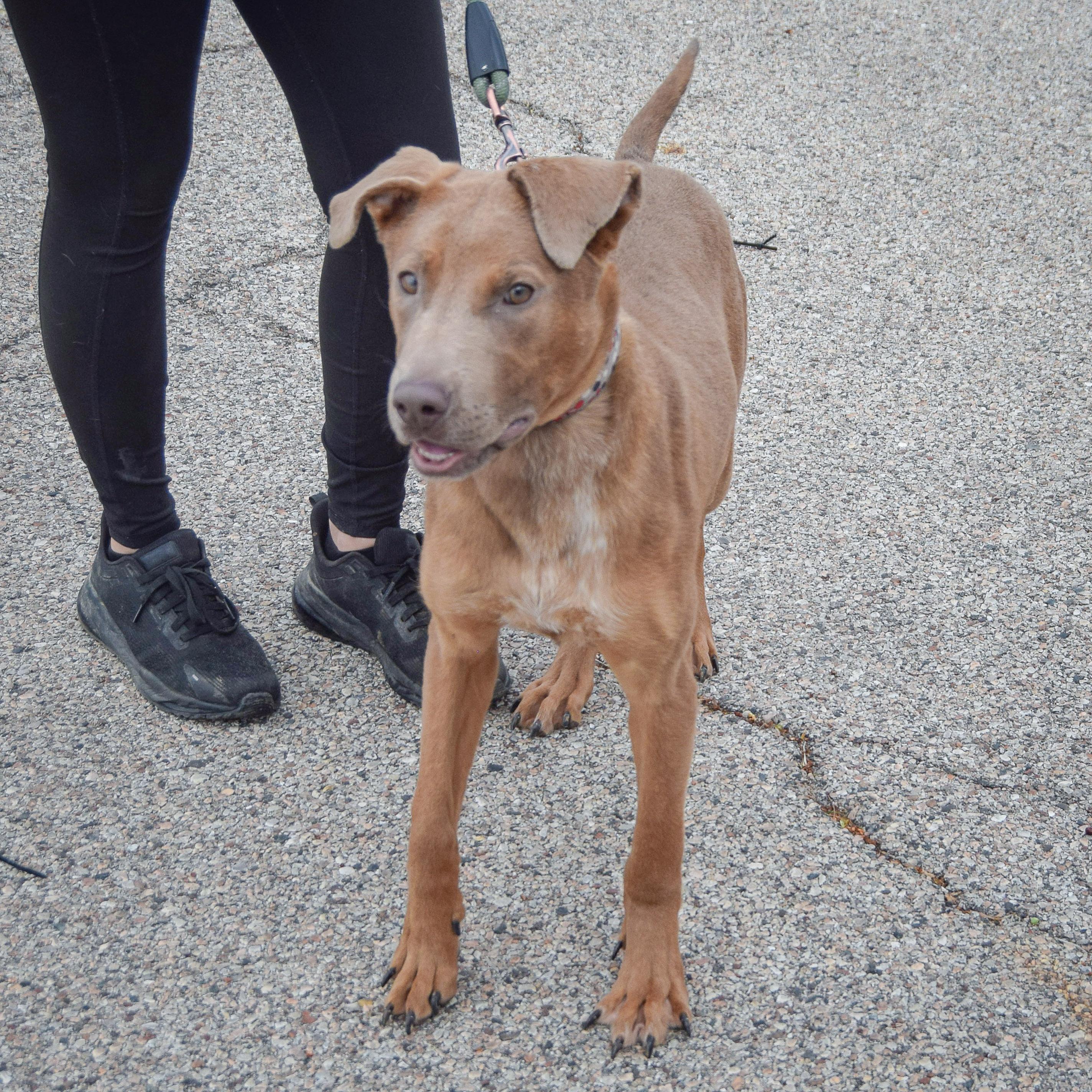Enlarge London, a Adoptable mixed breed in Huntley, IL image 3/6