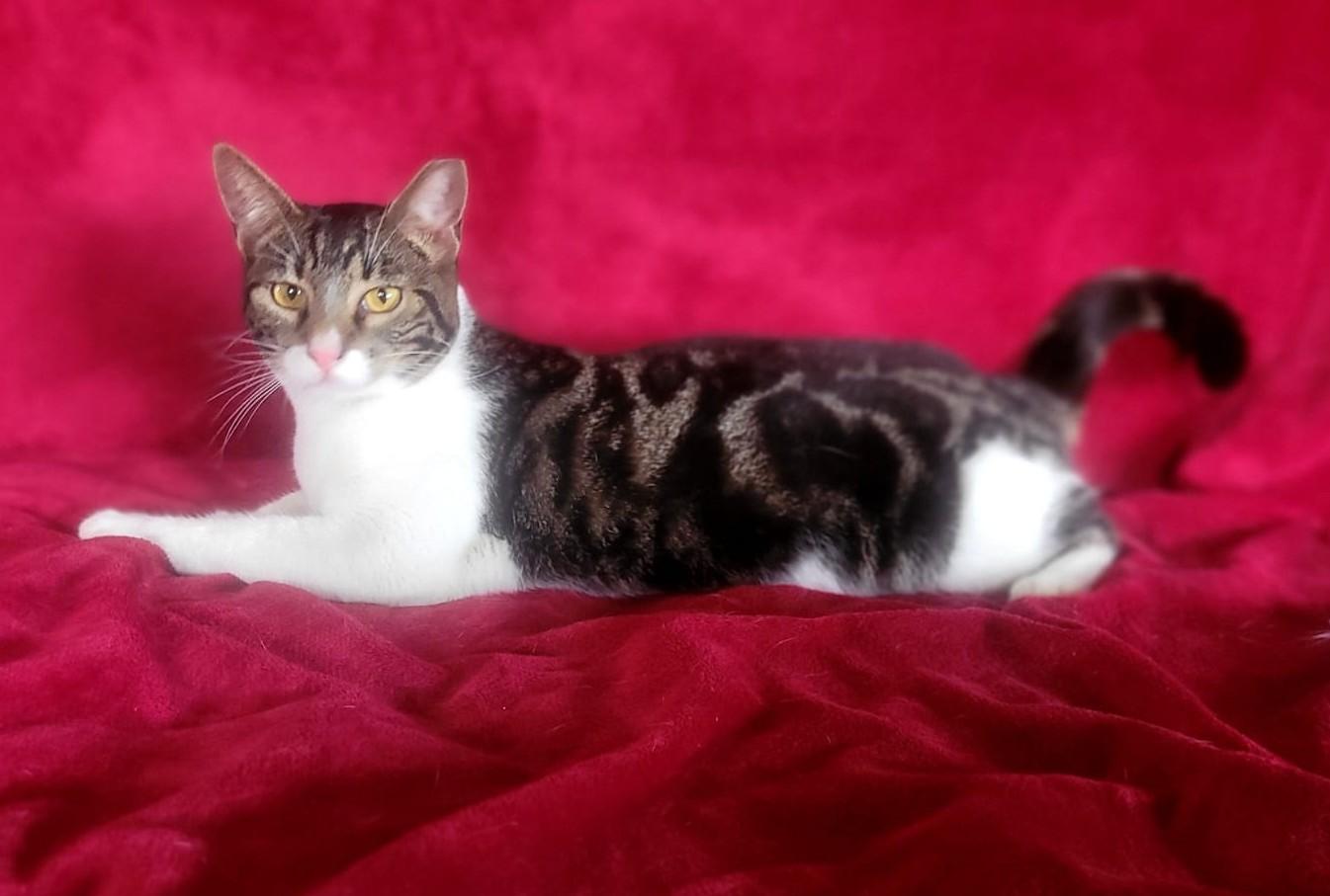 Paris, a Adoptable Domestic Short Hair in Berlin, CT image 3/6