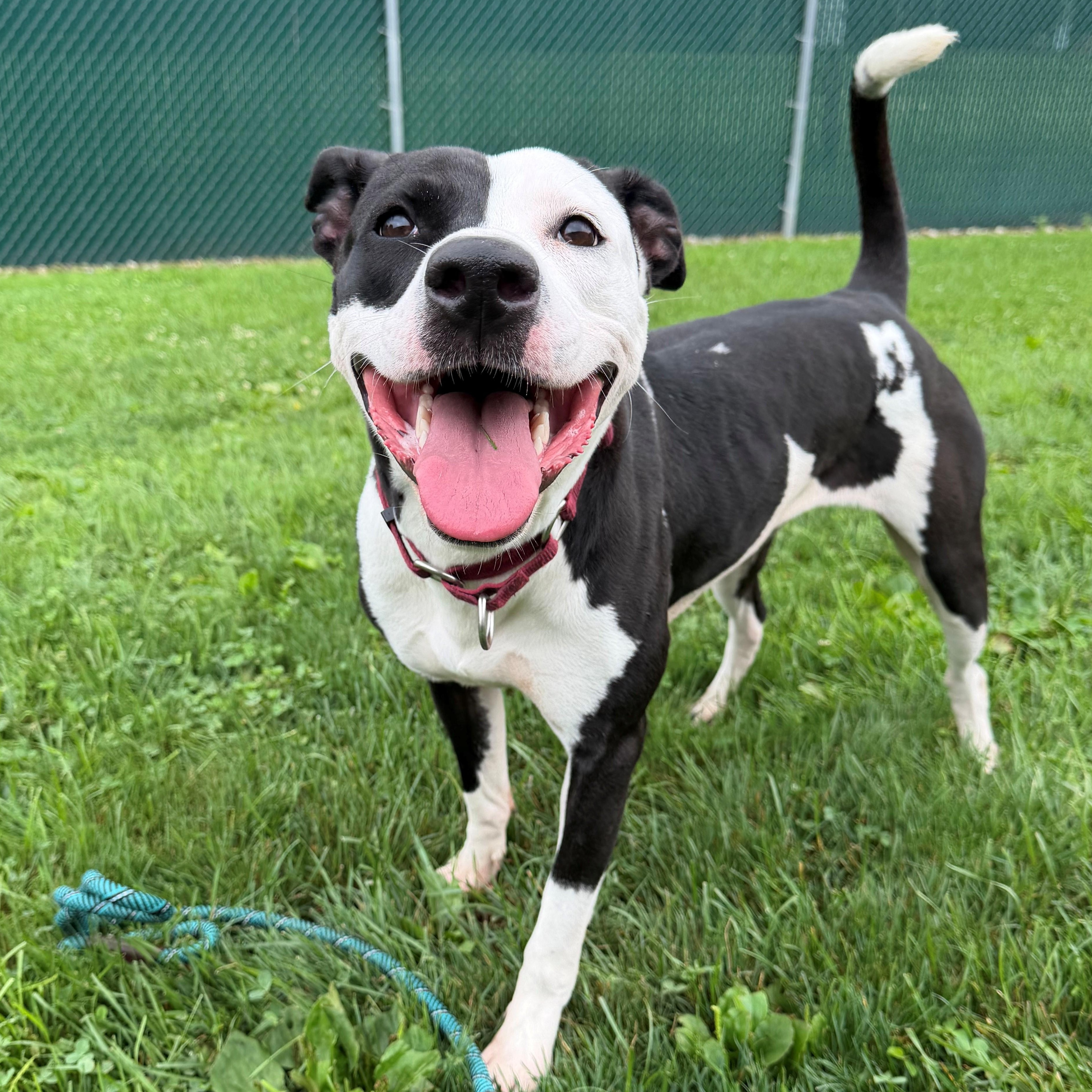 Enlarge Remi, a ADOPTABLE mixed breed in Vienna, OH image 1/1