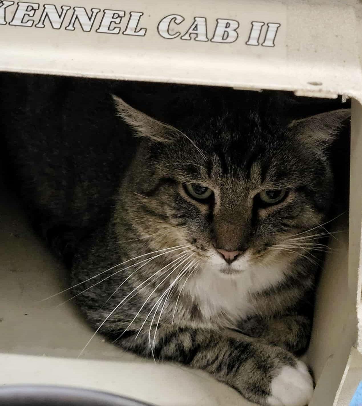 Enlarge Danny (Barn/Shop Kitty), a Adoptable Domestic Short Hair in Detroit Lakes, MN image 1/2