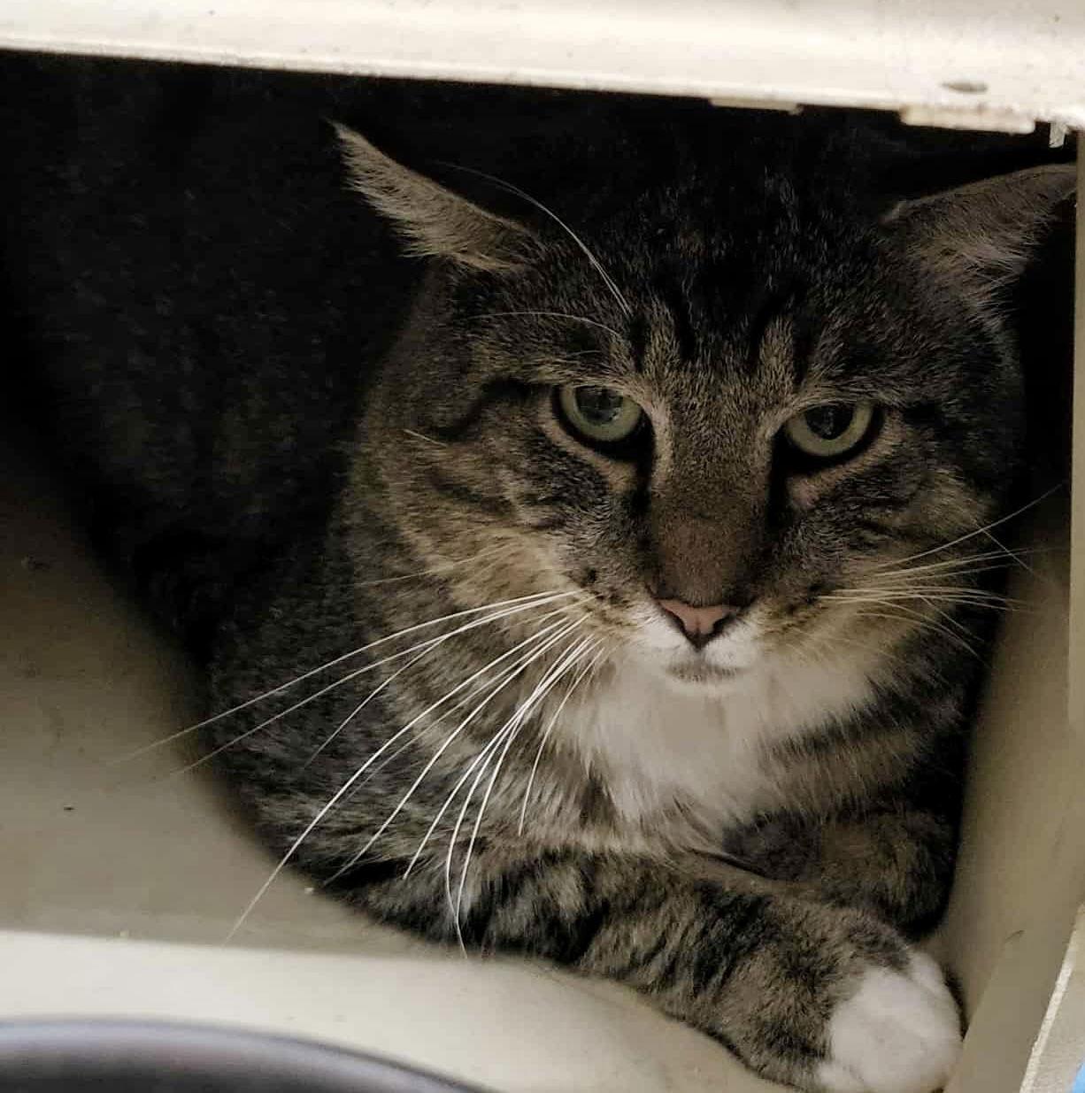 Enlarge Danny (Barn/Shop Kitty), a Adoptable Domestic Short Hair in Detroit Lakes, MN image 2/2