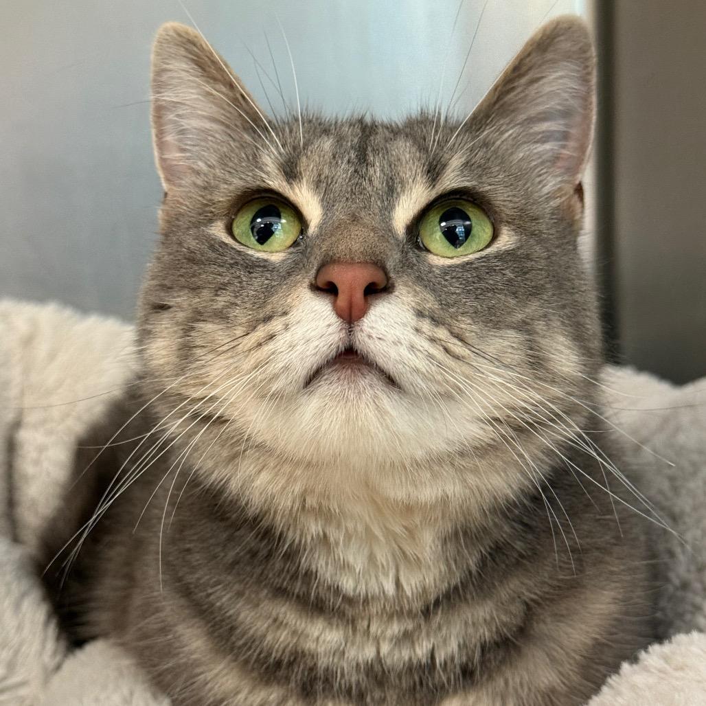 " Skyler", Adoptable, Adult Female Domestic Short Hair.