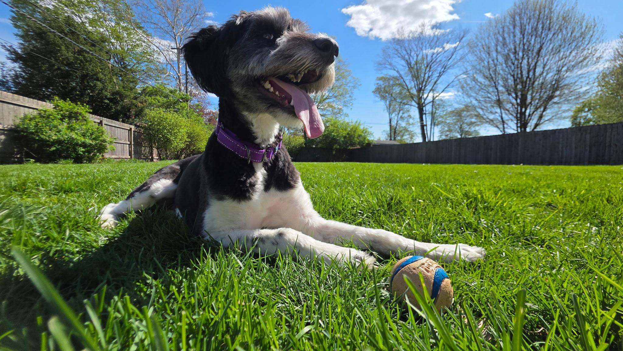 Beatrix, an adoptable mixed breed in Warsaw, IN image 2/3