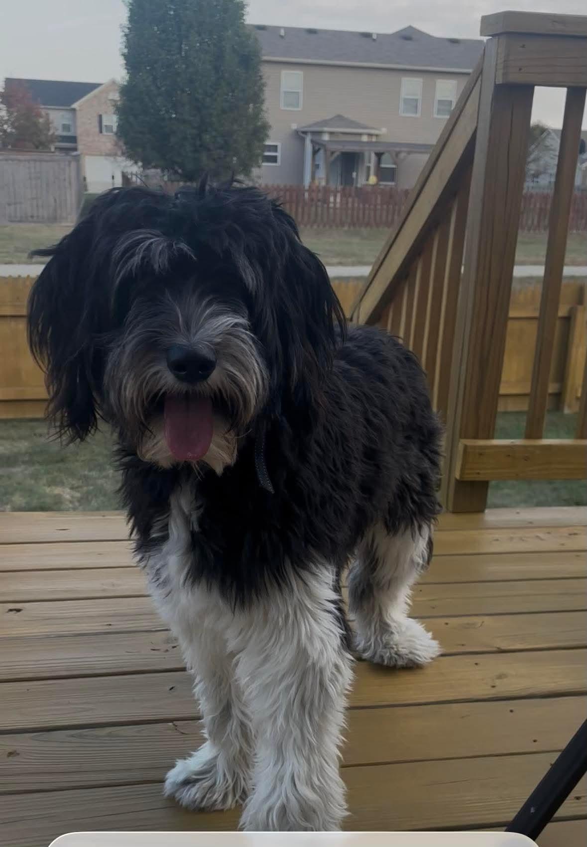 Beatrix, a ADOPTABLE mixed breed in Warsaw, IN image 2/2