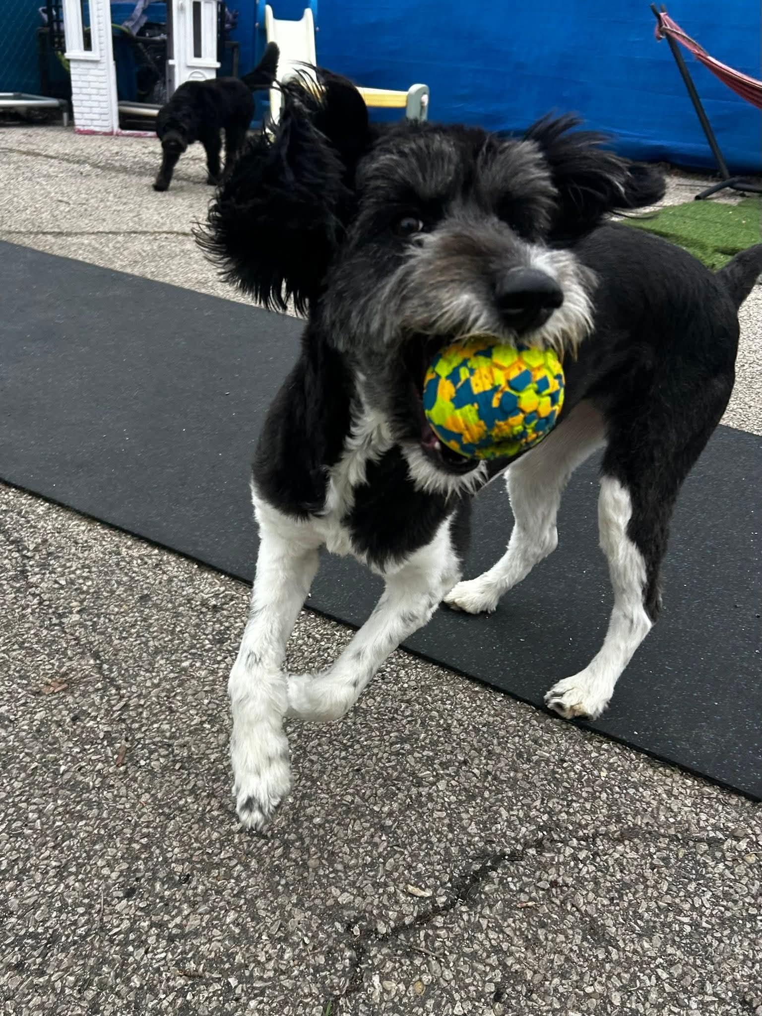 Beatrix, an adoptable mixed breed in Warsaw, IN image 3/3