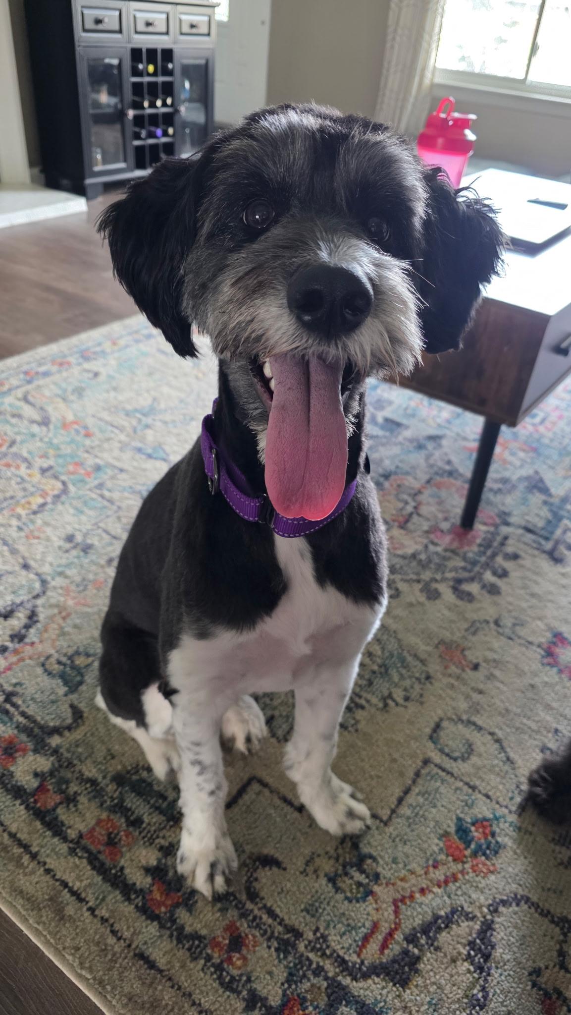 Beatrix, adoptable, Adult Female Aussiedoodle.