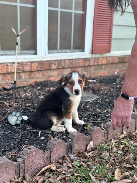 Enlarge Nick (Fostered in NE), a ADOPTABLE mixed breed in Warwick, RI image 3/5