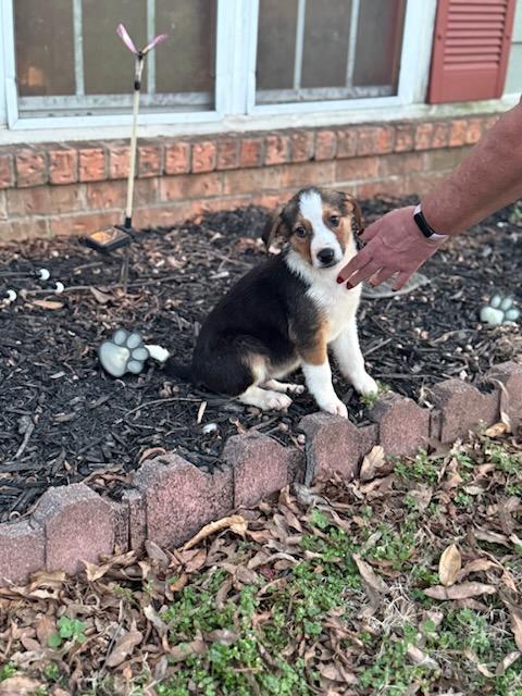 Enlarge Nick (Fostered in NE), a ADOPTABLE mixed breed in Warwick, RI image 5/5
