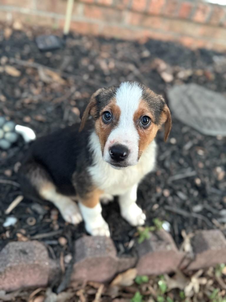 Nick (Lisa-Fostered in TN), ADOPTABLE, Puppy Male Australian Shepherd.
