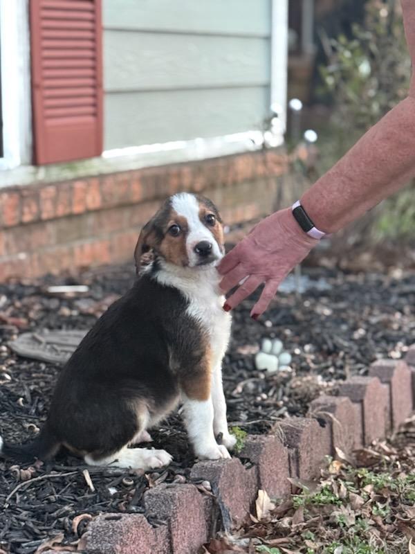 Enlarge Nick (Fostered in NE), a ADOPTABLE mixed breed in Warwick, RI image 4/5