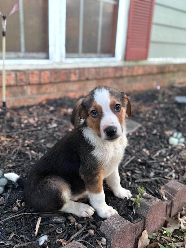 Enlarge Nick (Fostered in NE), a ADOPTABLE mixed breed in Warwick, RI image 2/5
