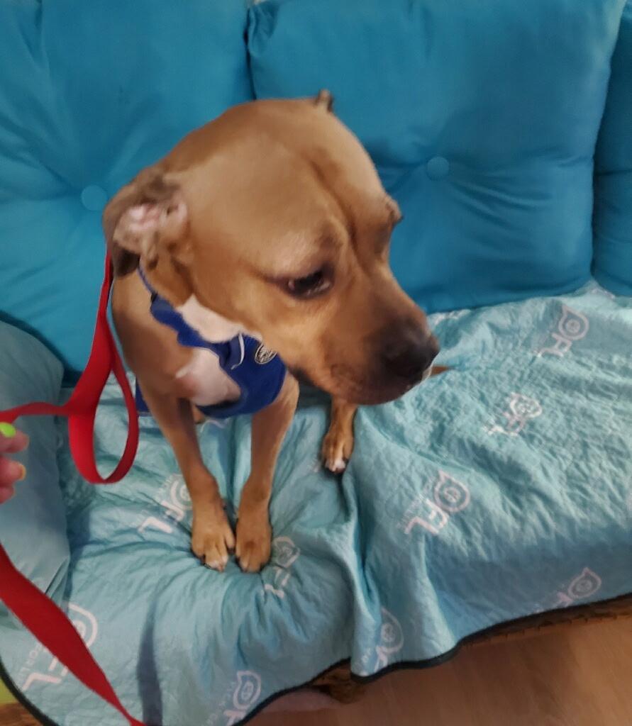 Eli, Adopted, Young Male Boxer & Terrier.